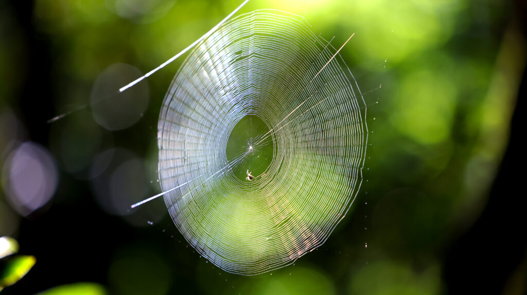 Spider Web in the Sun
